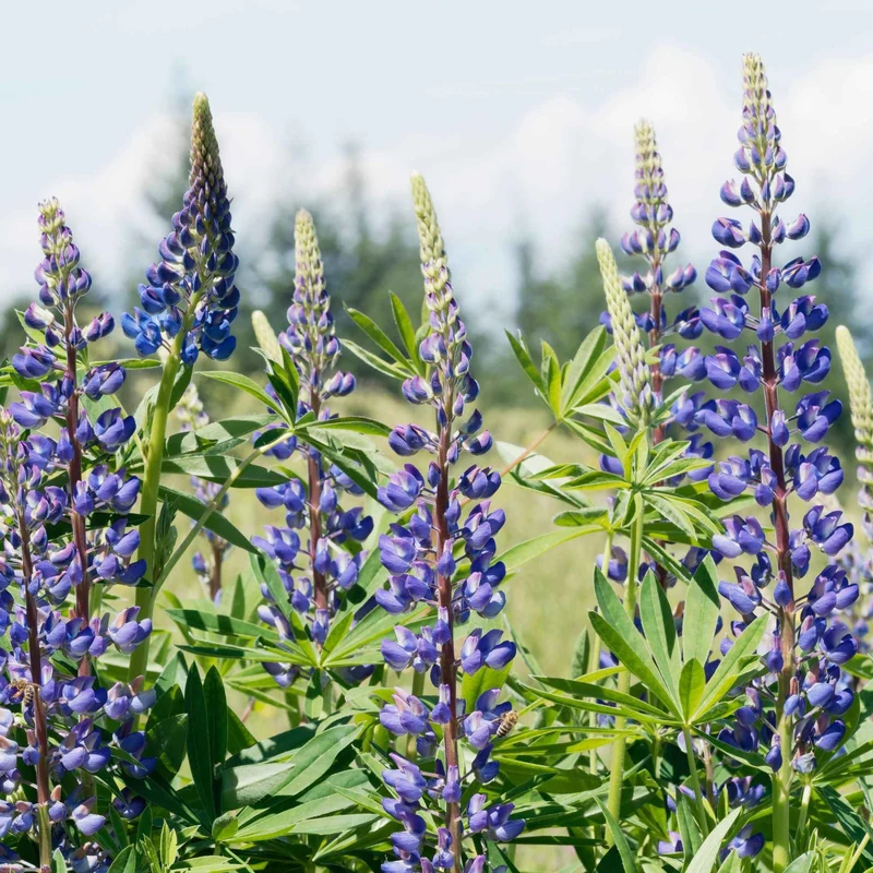 Lupine ‘Russell Blue’ (x3)