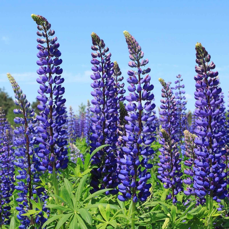Lupine ‘Russell Blue’ (x3)