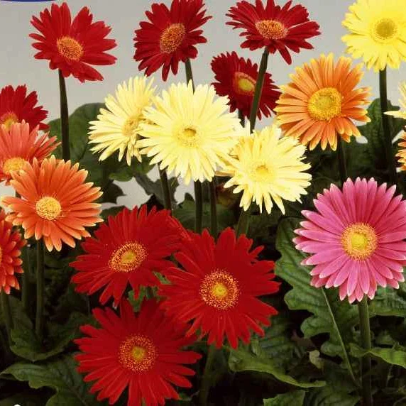 Gerbera Australian Giants Mischung