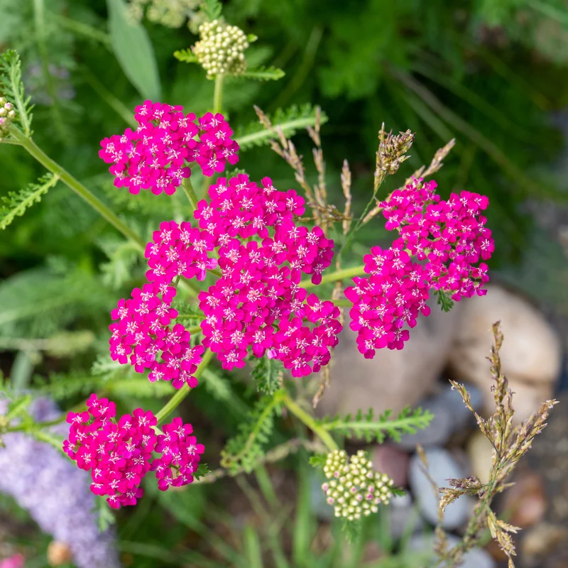 Schafgarbe ‘Cerise Queen’