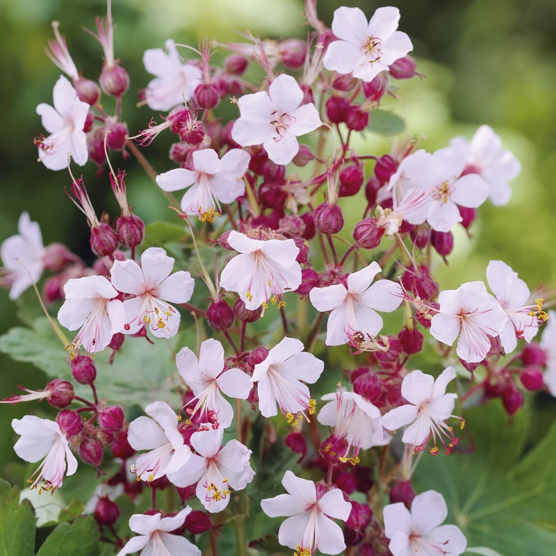 Garten-Storchschnabel Spessart