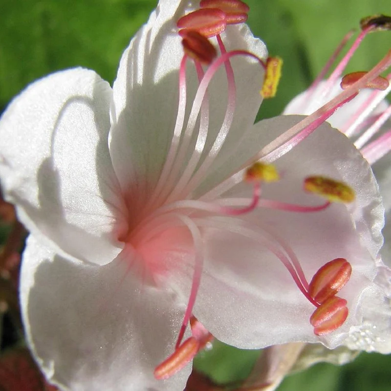 Garten-Storchschnabel Spessart