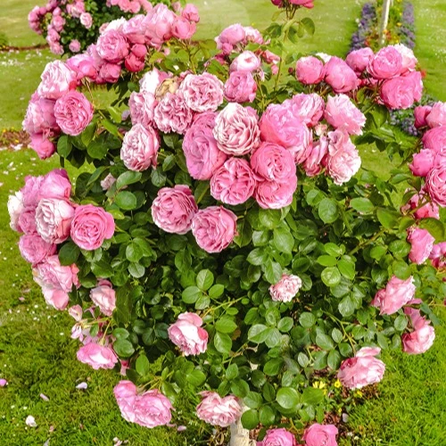 Englische Rose ‘Her’s Ausgreen’®