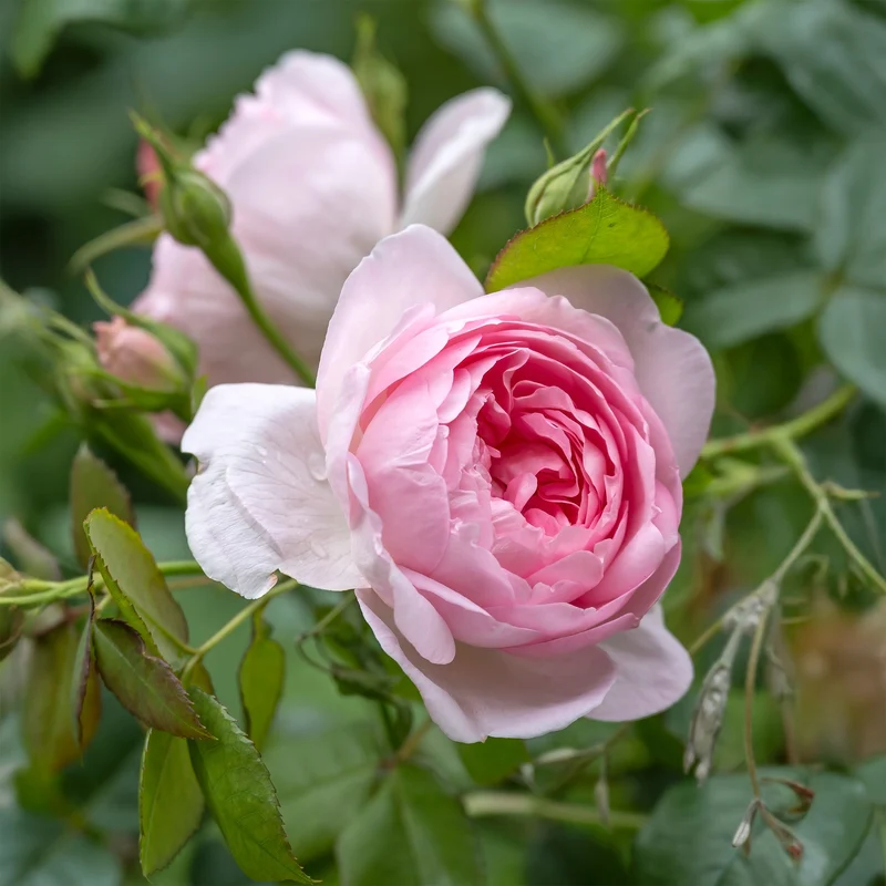 Englische Rose ‘Her’s Ausgreen’®