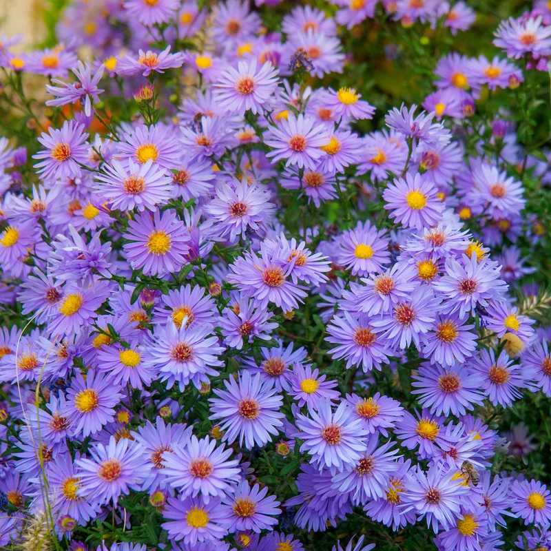Herbstastern ‘Wood’s Light Blue’ (x3)