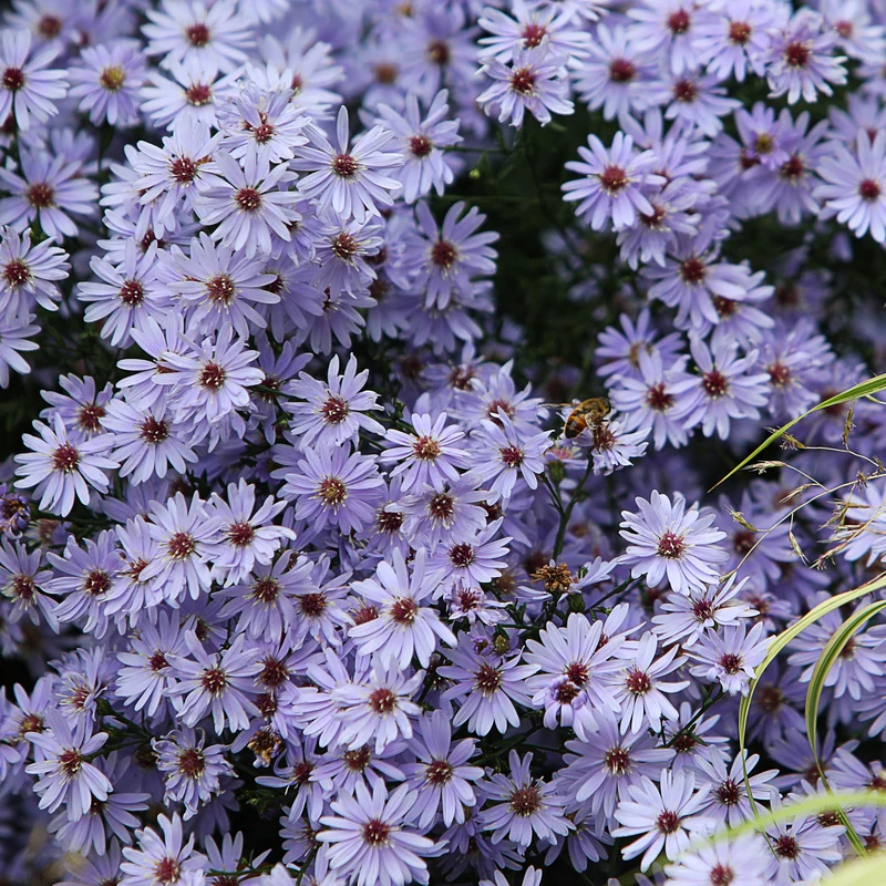 Herbstastern ‘Wood’s Light Blue’ (x3)