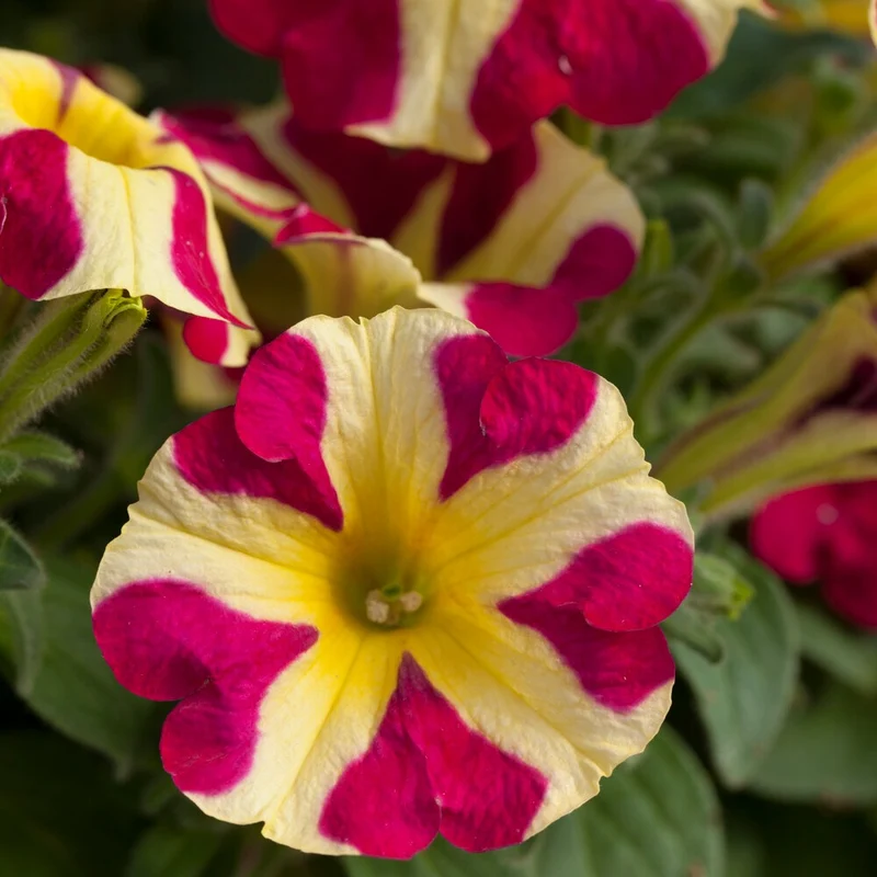 Petunie 'Amore Queen of Hearts' (x3)