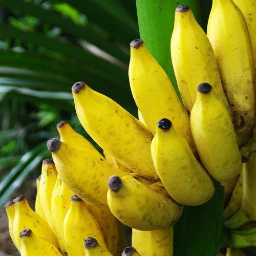 Fruchtbanane 'Dajiao'