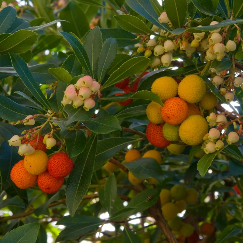 Erdbeerbaum