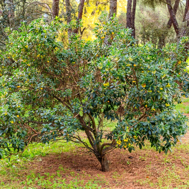 Erdbeerbaum