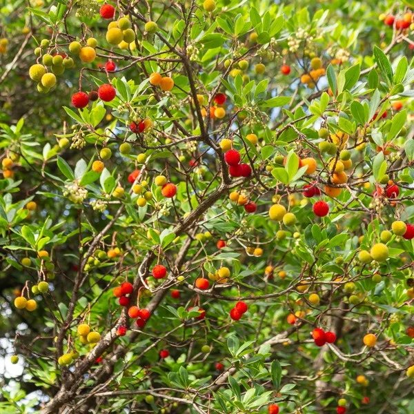 Erdbeerbaum