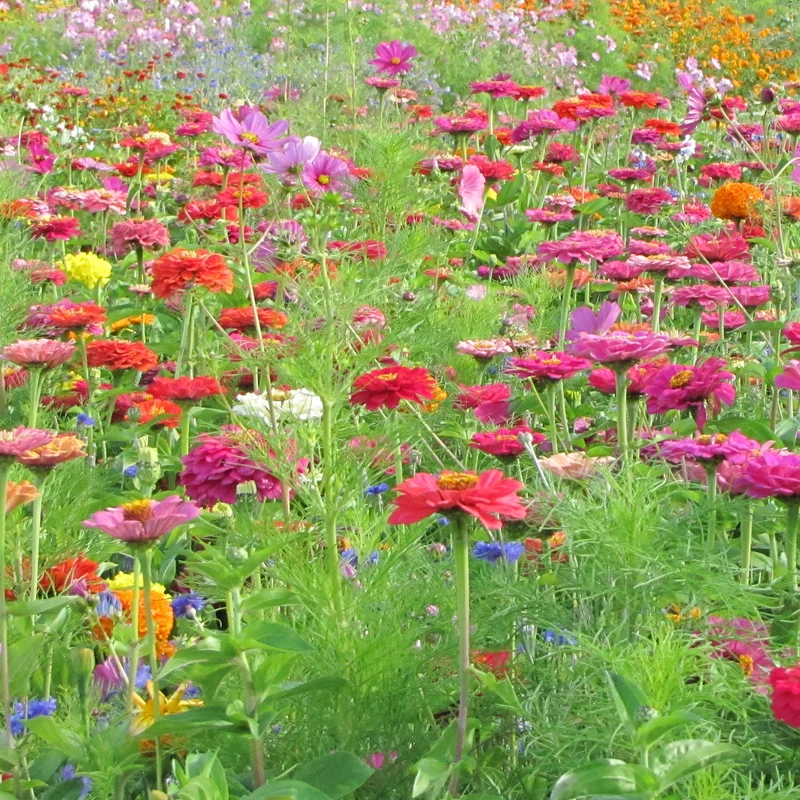Schnittblumenmischung Saatgut