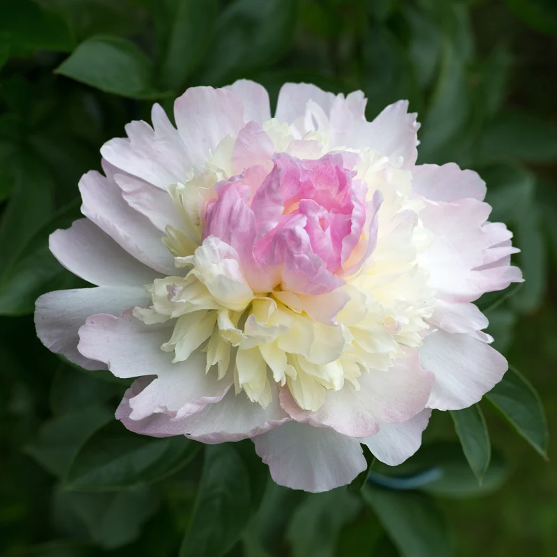 Pfingstrose Raspberry Sundae