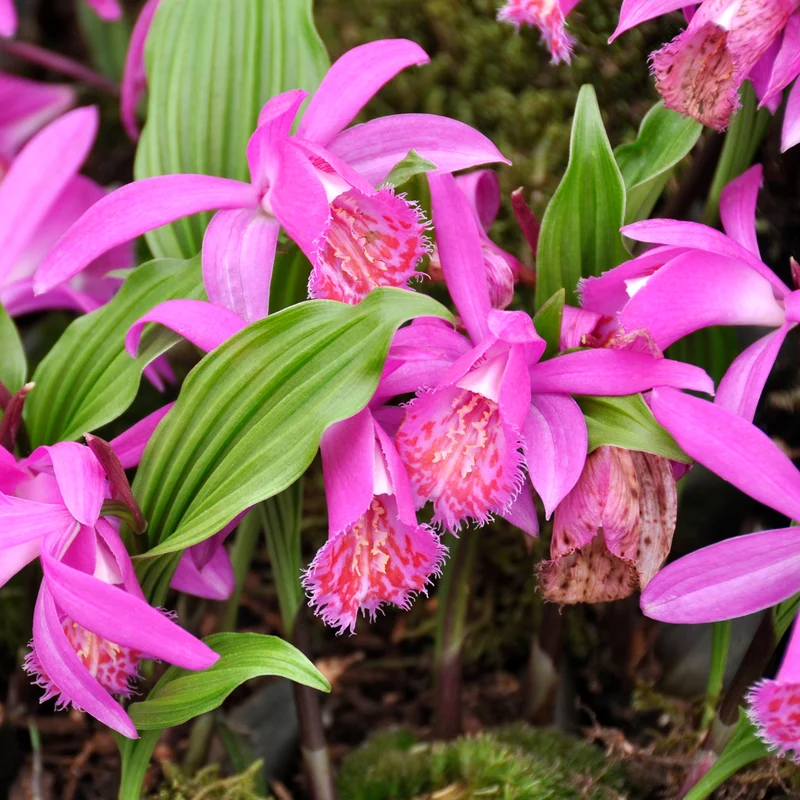 Orchidee 'Pleione Tongariro'