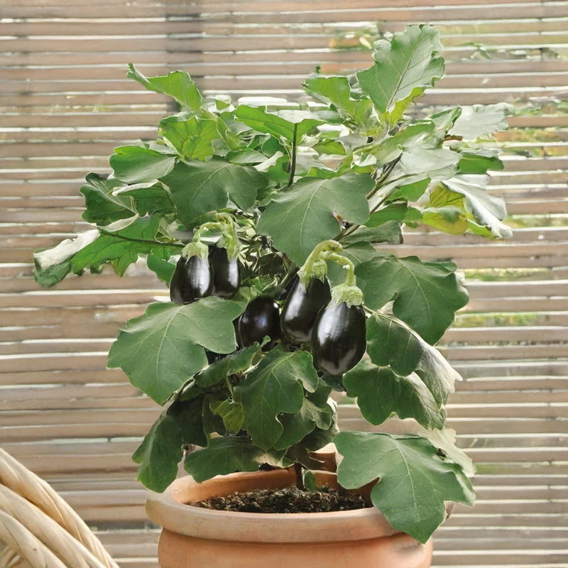 Topf-Aubergine 'Patio Baby' F1