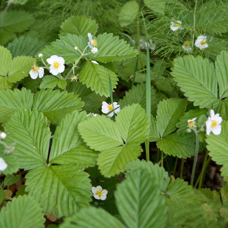 Walderdbeere ‘Rügen’