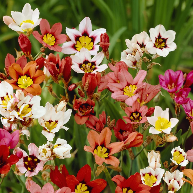 Sparaxis tricolor (x25)