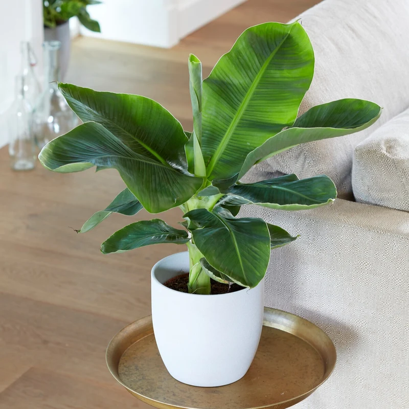 Bananenpflanze 'Oriental Dwarf'