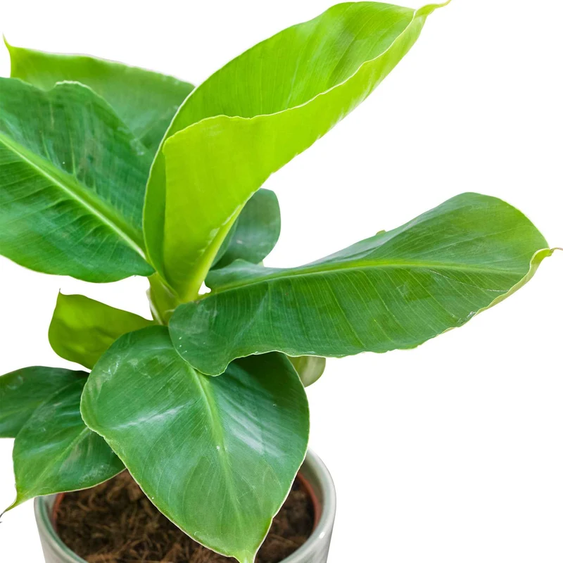 Bananenpflanze 'Oriental Dwarf'
