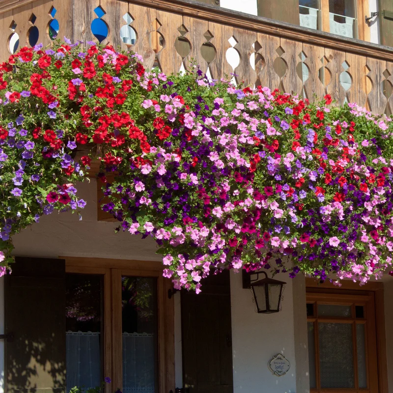 Petunien Mischung 'Alpetunia' (x3)