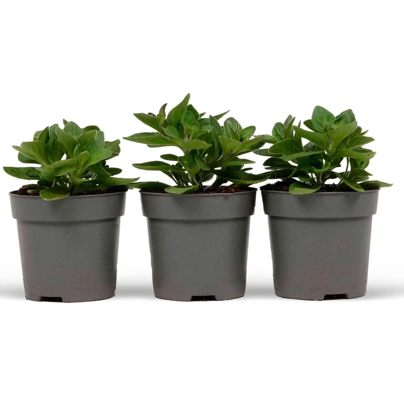 Petunien Mischung 'Alpetunia' (x3)