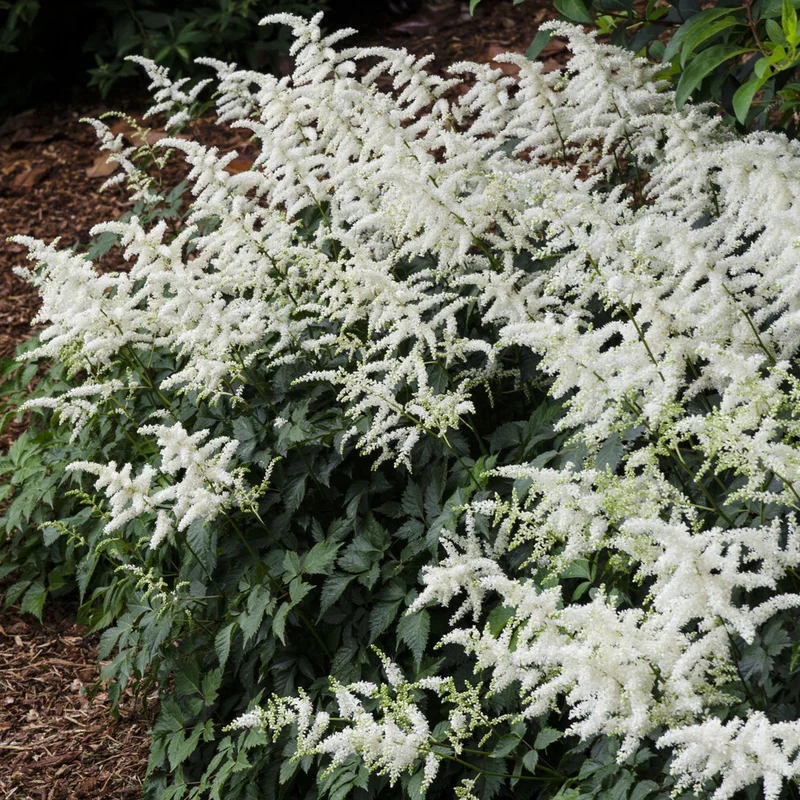 Prachtspiere ‘Brautschleier’
