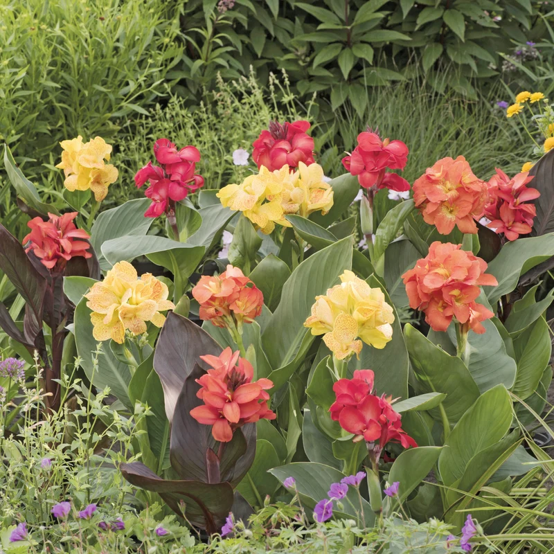 Blumenrohr Mischung (x4)