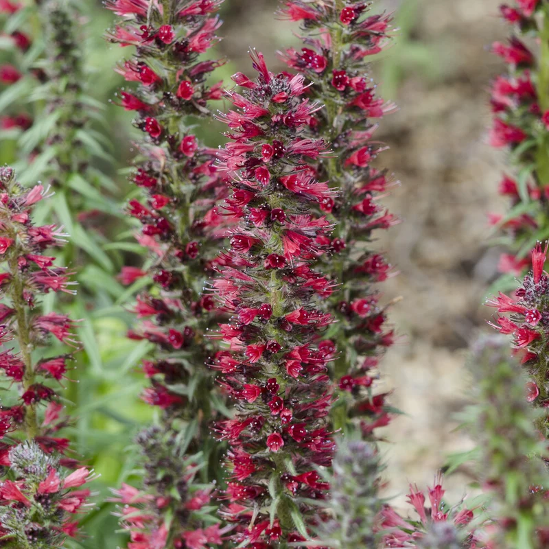 Natternkopf ‘Red Feathers’
