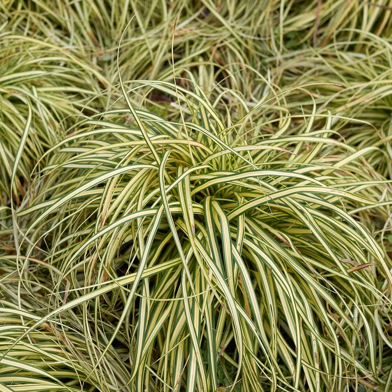 Japan-Segge ‘Evergold’