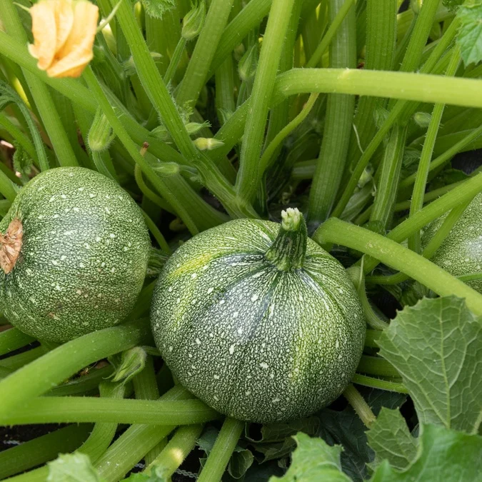 Runde Zucchini ‘Ronde de Nice’ (x3)
