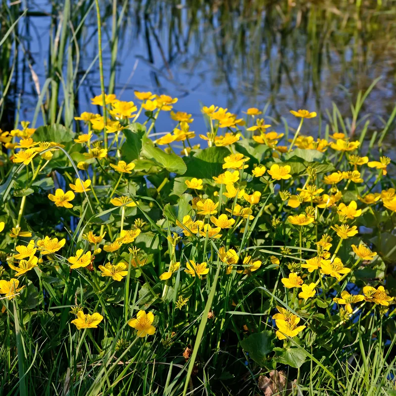Sumpfdotterblume - Wasser-Ringelblume