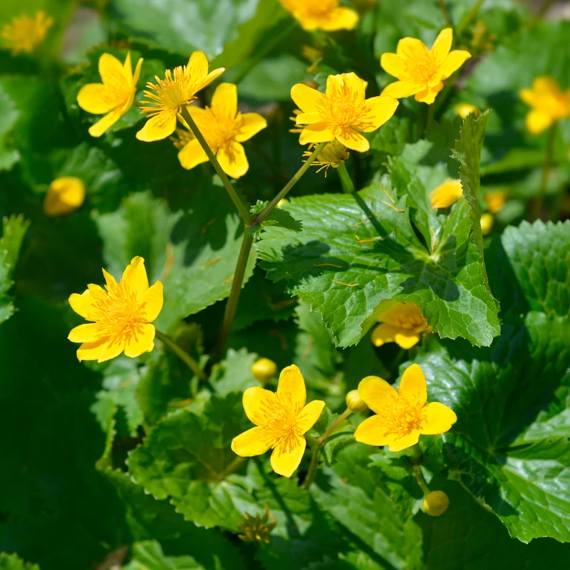 Sumpfdotterblume - Wasser-Ringelblume