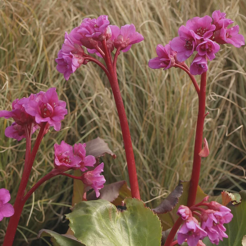 Bergenie ‘Abendglut’