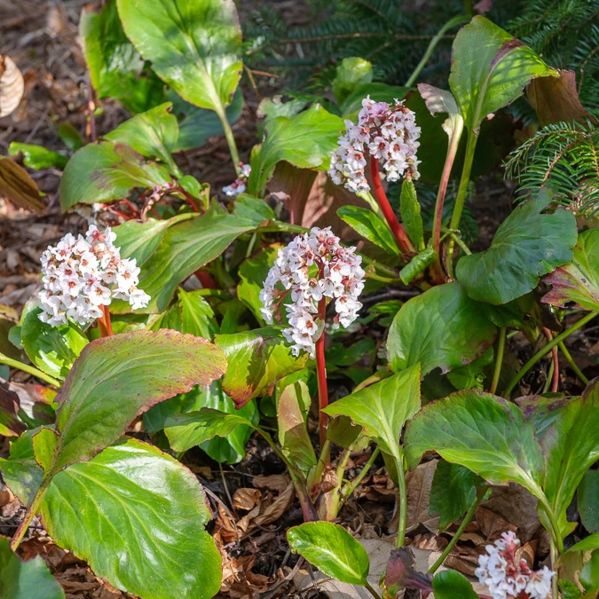 Bergenie ‘Silberlicht’