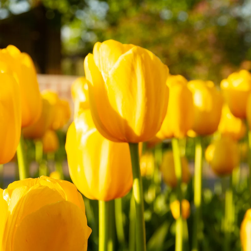 Langstielige Tulpe gelb (x5)