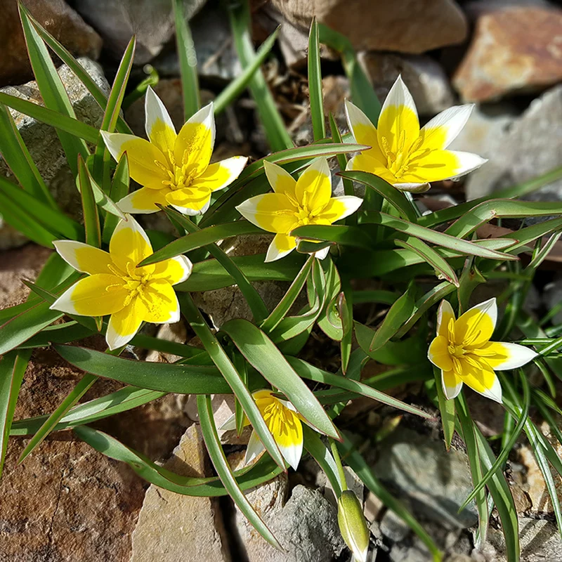 Wildtulpen Tarda (x10)