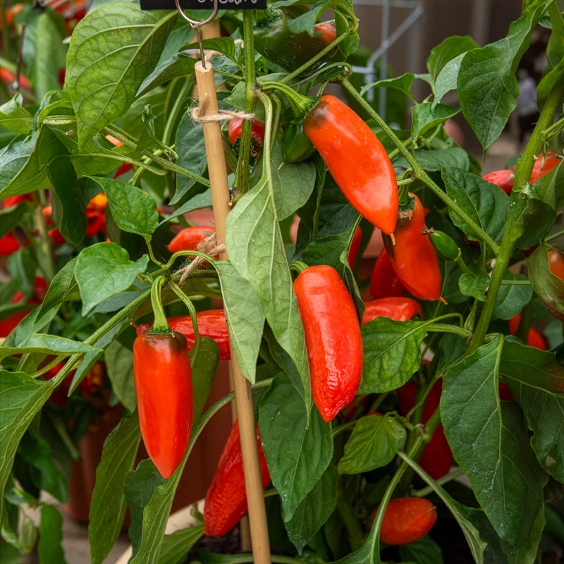 Topf-Paprika ‘Tangerine Dream’ F1
