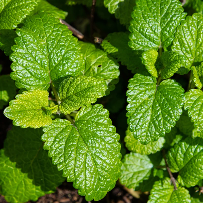 Zitronenmelisse Melissa officinalis