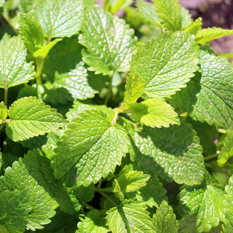Zitronenmelisse Melissa officinalis