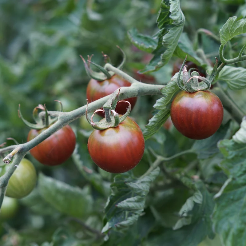 Cherrytomate ‘Chocolate Cherry’