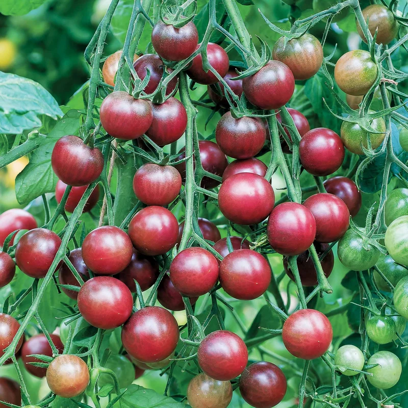Cherrytomate ‘Chocolate Cherry’