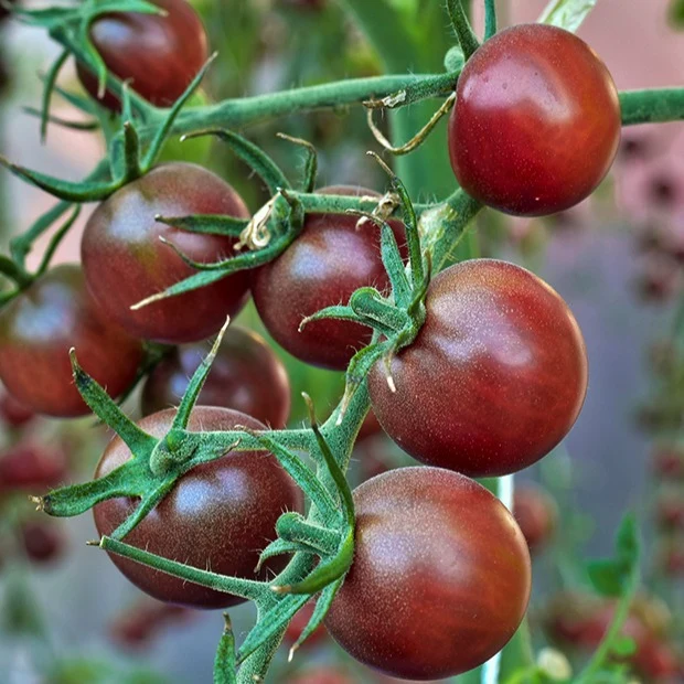 Cherrytomate ‘Chocolate Cherry’