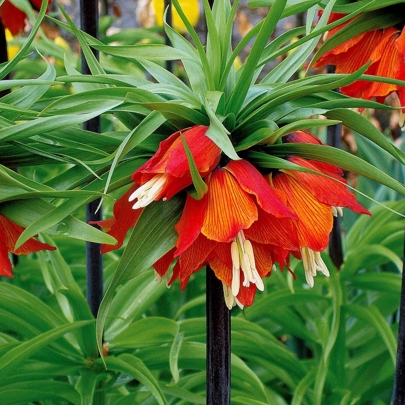 Kaiserkrone rot