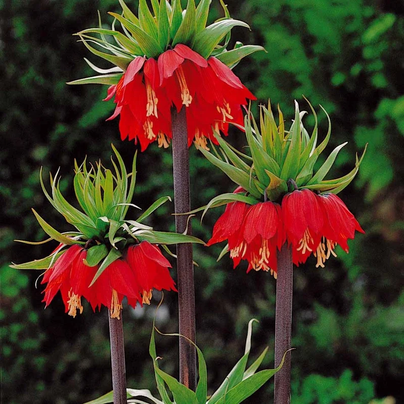 Kaiserkrone rot