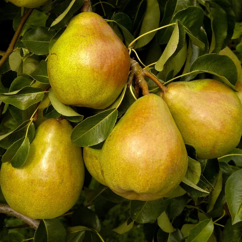 Birne ‘Doyenné du Comice’