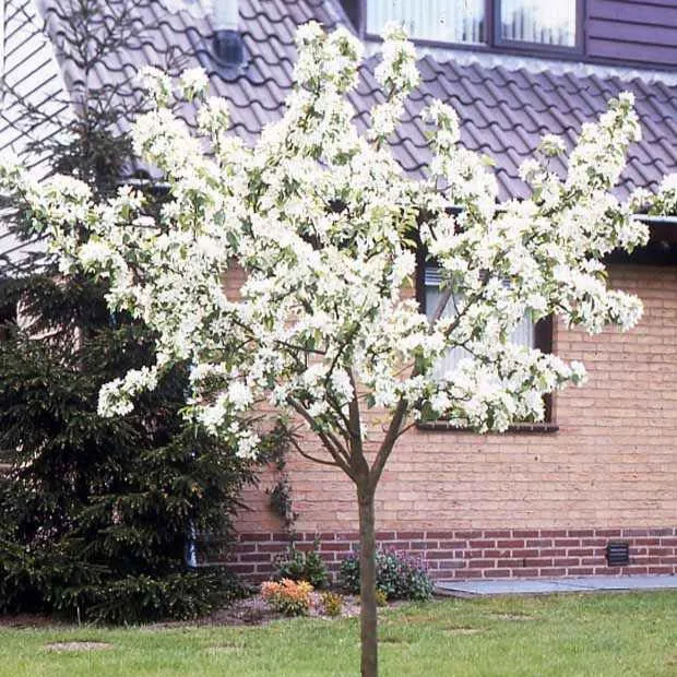 Birne ‘Doyenné du Comice’