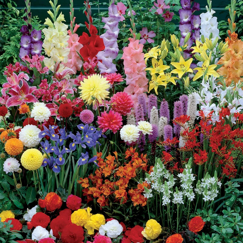 Sommerblumen-Beet-Mix 1,5 m²
