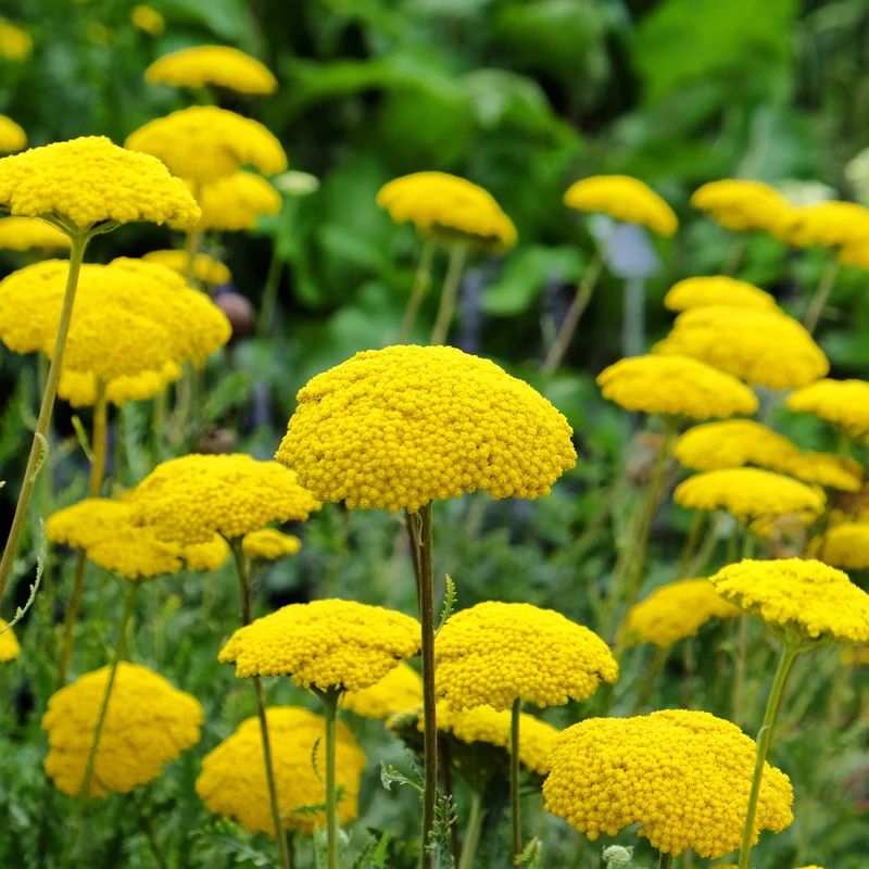 Pflegeleichtes Staudenbeet - Fläche ca. 1,5 m²