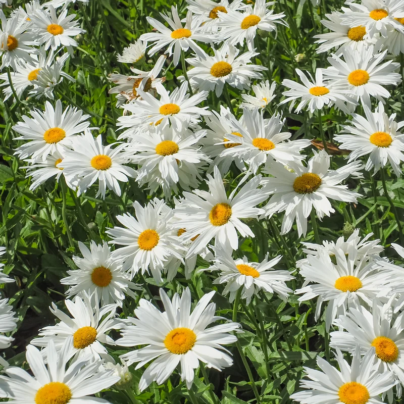 Pflegeleichtes Staudenbeet - Fläche ca. 1,5 m²