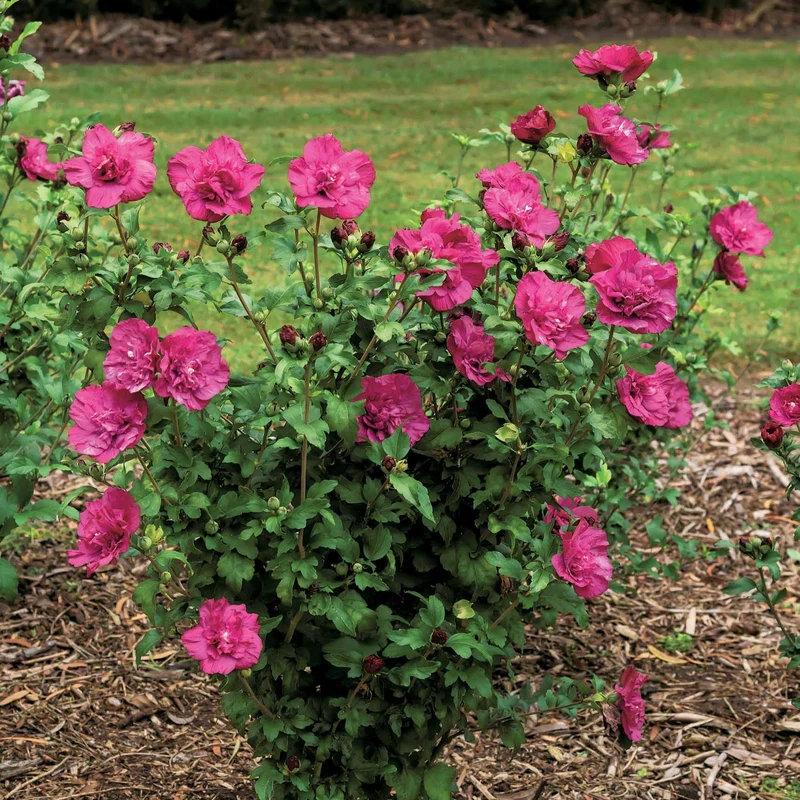 Garteneibisch Magenta Chiffon